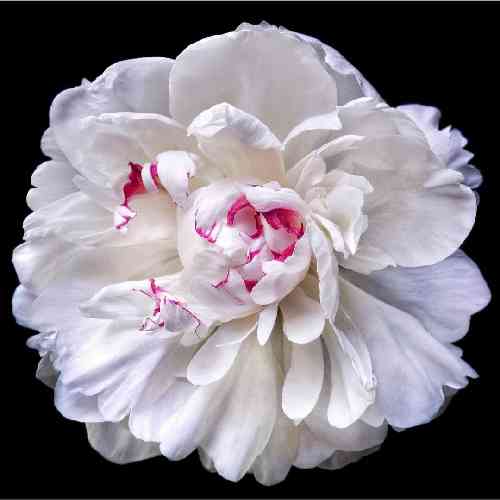 کامران بریمانی یار